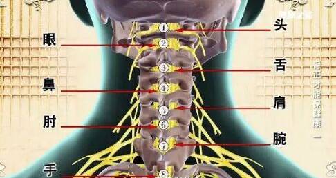 颈椎交感神经在哪里图片