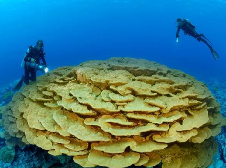 海底一万米生物分布图图片