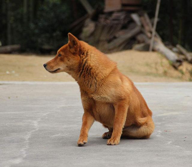 爱上中华田园犬的4大原因,可惜,愿意养的人已经很少了