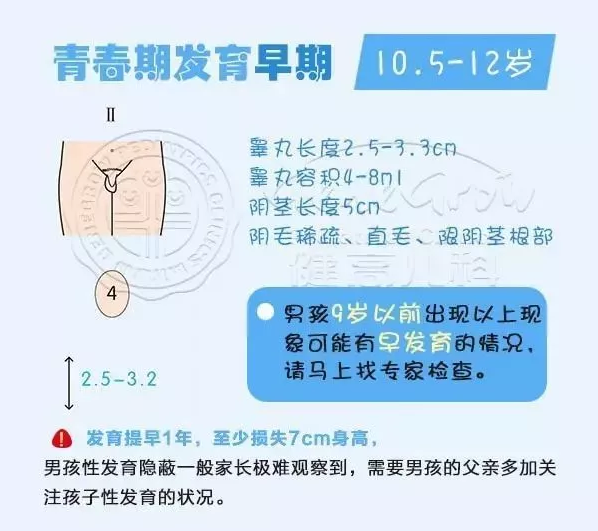 阴囊发育和色素沉着,阴茎发育;10~11岁,睾丸开始发育;正常情况下,男孩