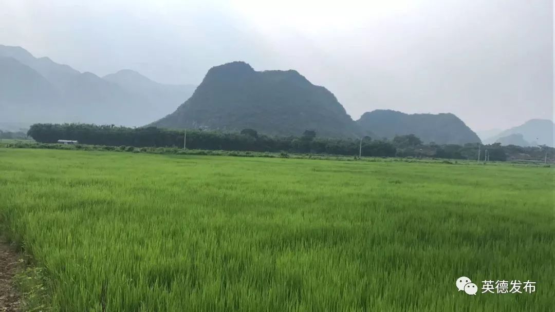 种植管护种植管护英德市土地开发储备局局长曾纪才接受媒体联合采访