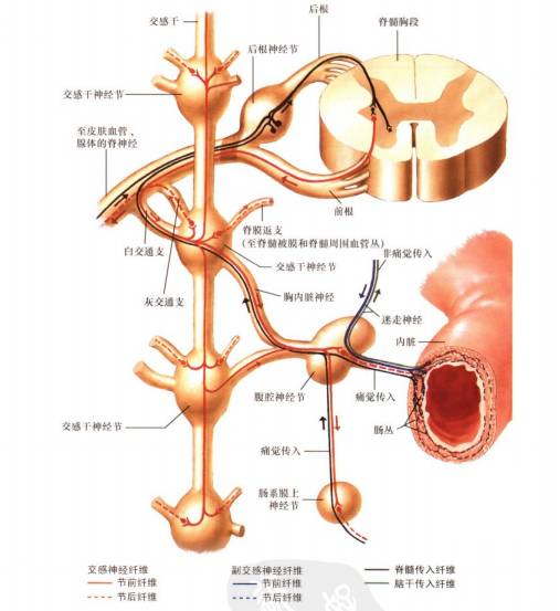 交感神經與疼痛臨床_纖維