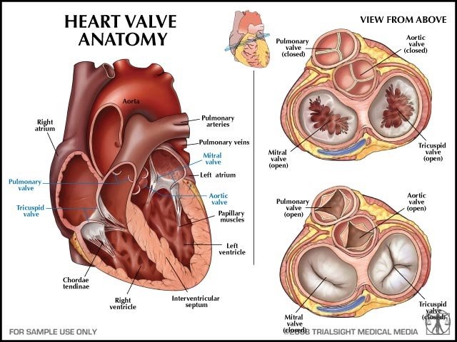 什么是心脏瓣膜什么是瓣膜病