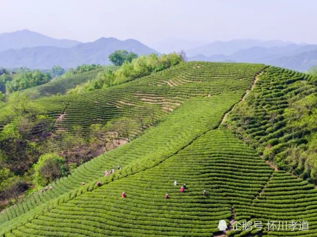 茶叶以信阳为荣,信阳以茶叶扬名,过去我们已经取得了令人瞩目的成就