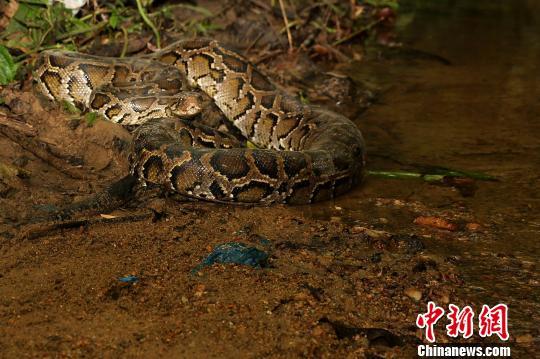 確定這是一條國家一級重點保護野生動物緬甸蟒,緬甸蟒體長3