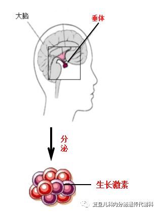 生长激素激发试验图片