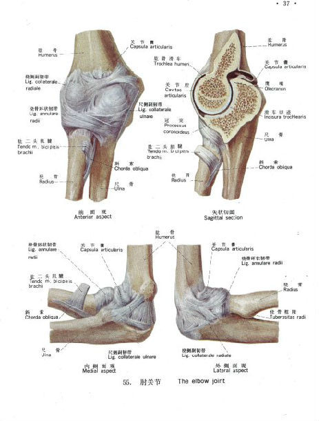 肘内翻构成图解图片