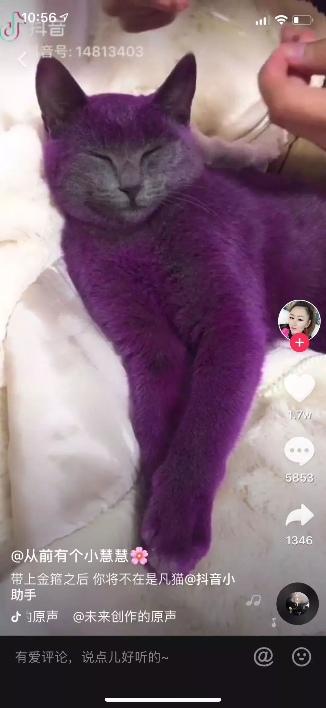 将猫染成紫色,还拍视频挑衅网友,你这不是想红,是想恶臭!
