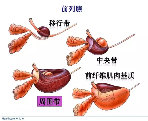 前列腺移行带和外周带图片