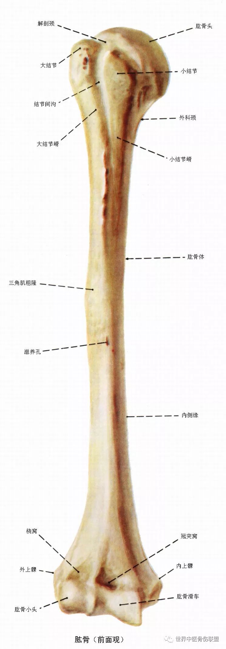 肱骨和肩胛骨:前面观,后面观【2】第12肋肋角距后正中线5cm处,对应第