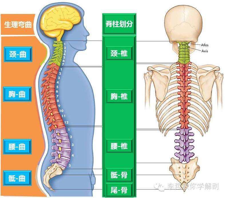 脊柱人身体之支柱健康之枢纽