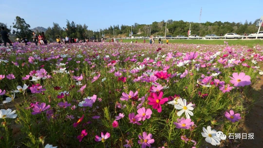 今天要帶大家去看的是石獅當下的網紅景點——花海谷公園旁的波斯菊