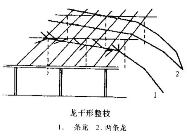 葡萄单篱架修剪图解图片