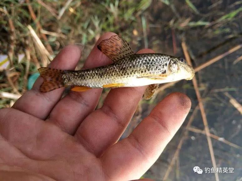 花狸棒子鱼图片图片