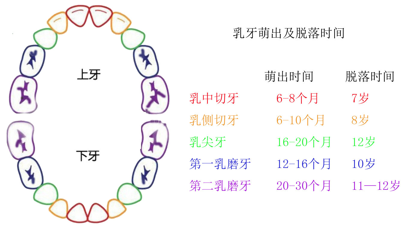 乳牙萌出及脫落時間表