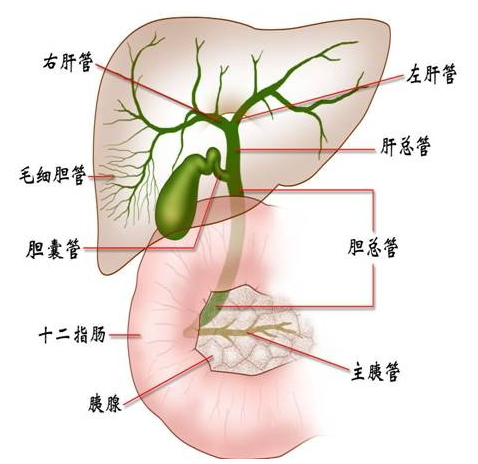 膽管本身的炎症,狹窄,膽汁成分的變化及膽腸循環的異常,膽道蛔蟲等