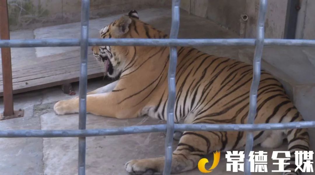 漢壽野生動物園建設正酣羊駝藪貓東北虎都來啦