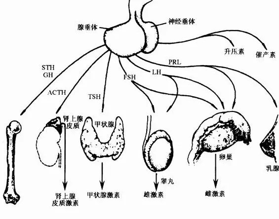 神经垂体光镜结构图片