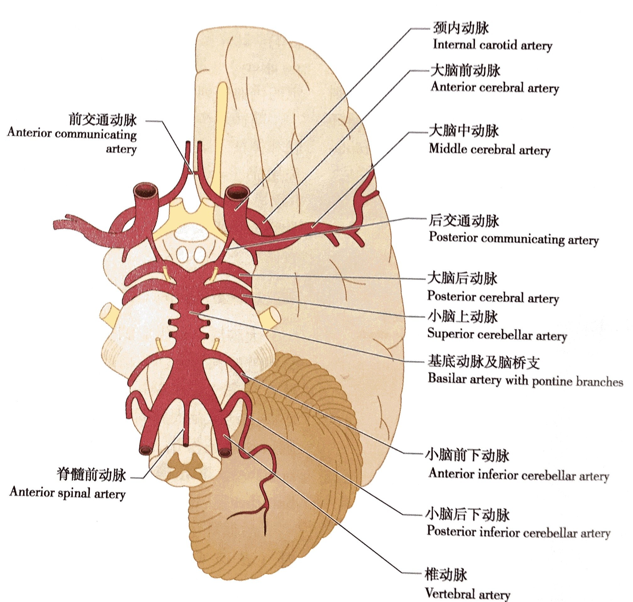 小区大妈大爷说多发腔梗引起头疼这是真的吗?