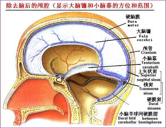 小脑扁桃体 解剖图片