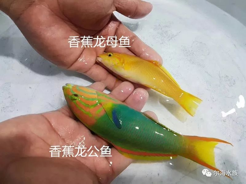 火焰雀麦科斯克闪龙金带锦鱼箱鲀鱼花木瓜炮弹鱼蓝面炮弹深水炮弹