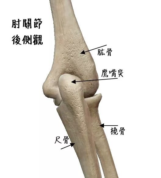 肘關節肌動學一