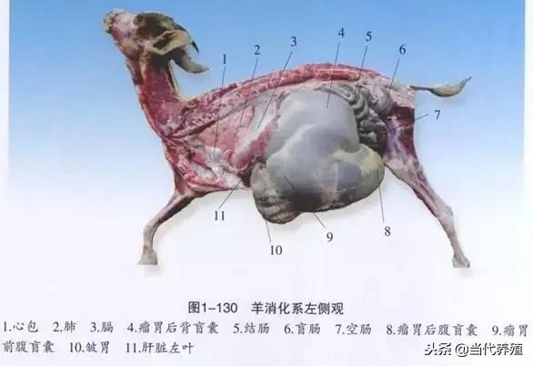 羊瘤胃位置图片图片