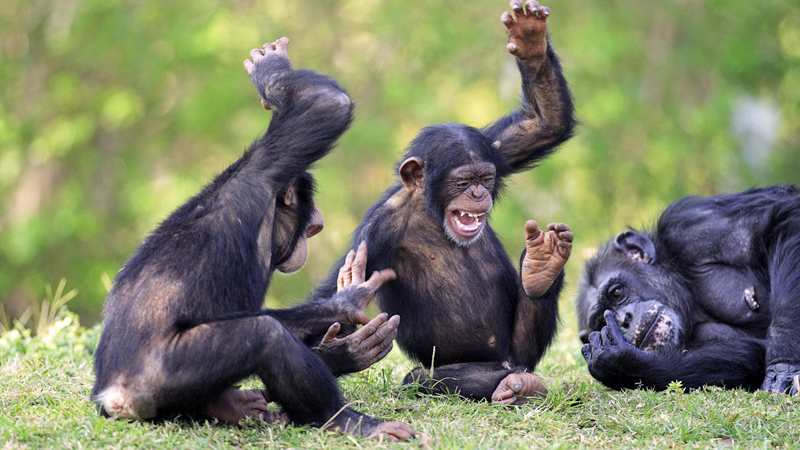 猩猩跳舞表情图片