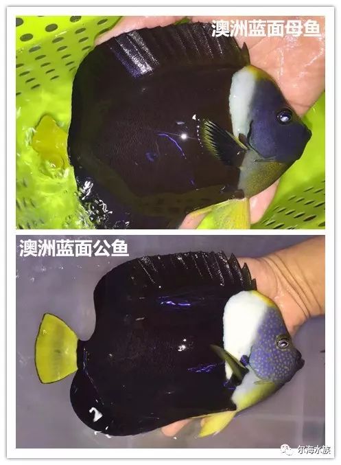 海水鱼如何区分公母