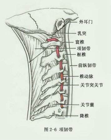项韧带在哪个位置图片