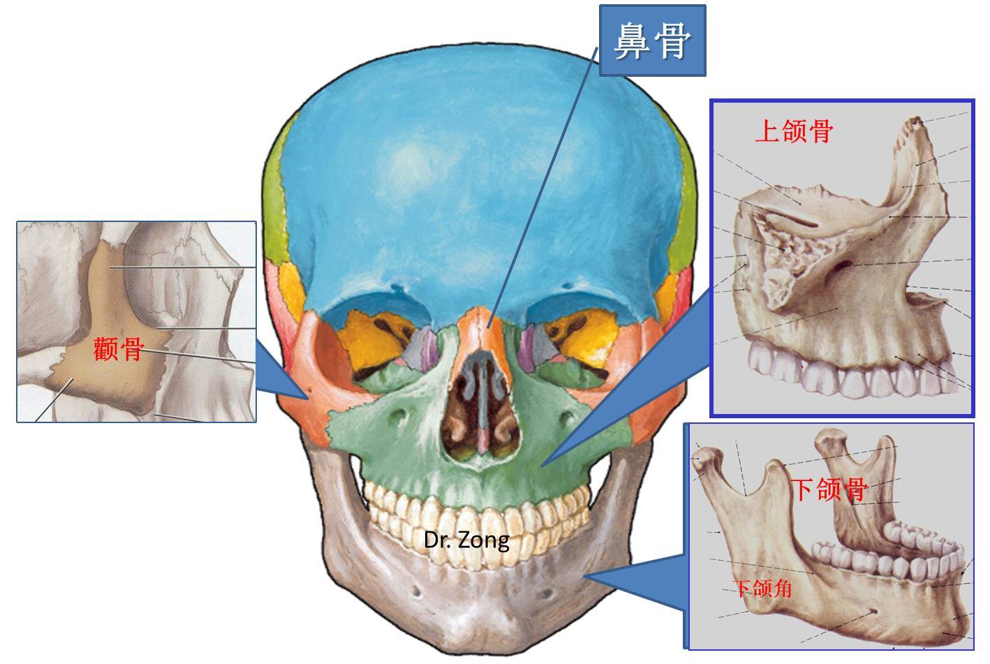 颌骨的准确位置图图片