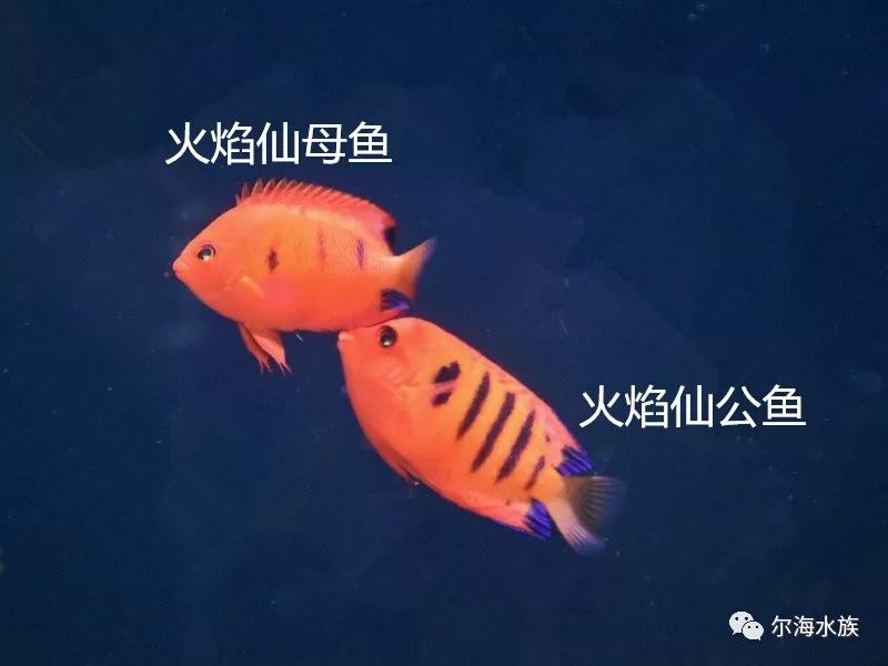 海水鱼如何区分公母