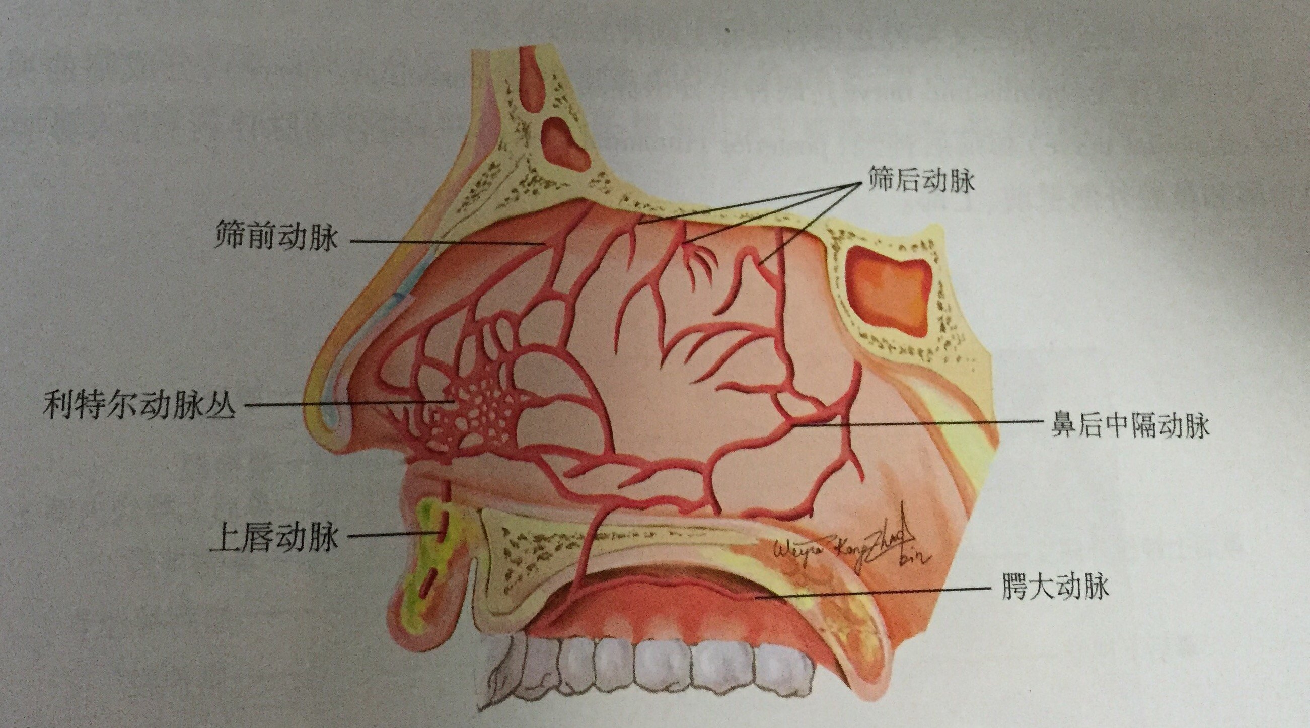 上唇动脉图片