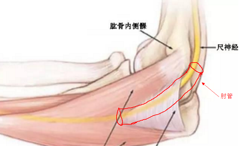 因為位置比較表淺,所以我們可以輕易碰到.