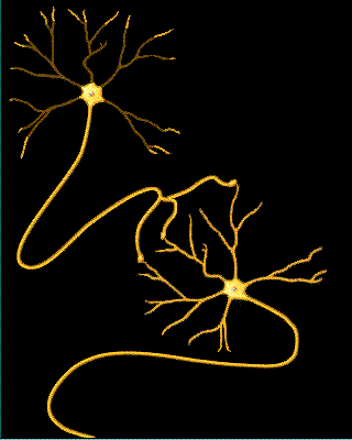 神经在内在或外在因素的影响下,能够转变到另外一个构造态或功能态