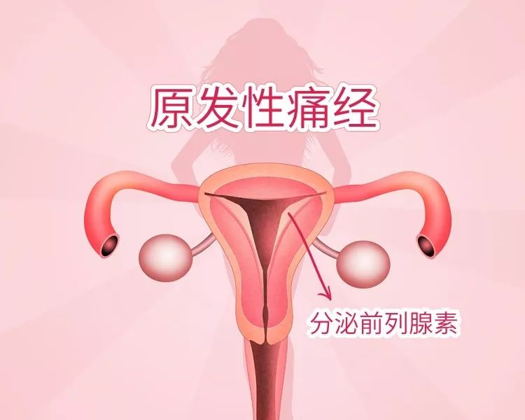 子宫平滑肌收缩图片