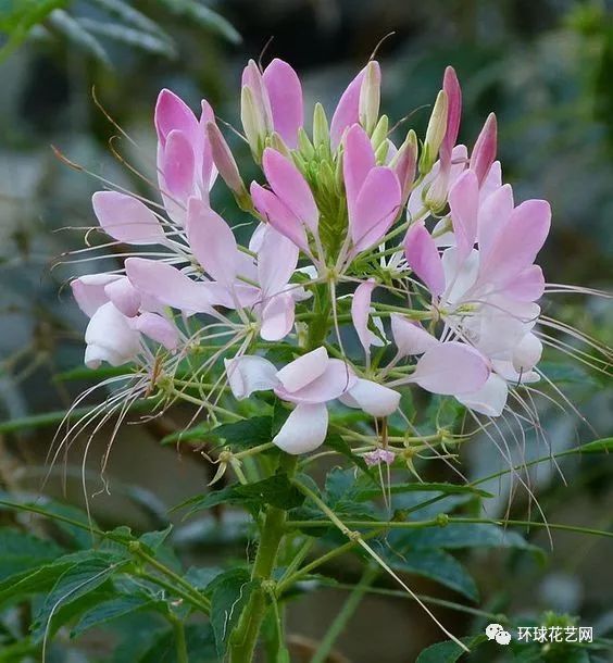 年末花語大集結150種常見花材花語震撼來襲