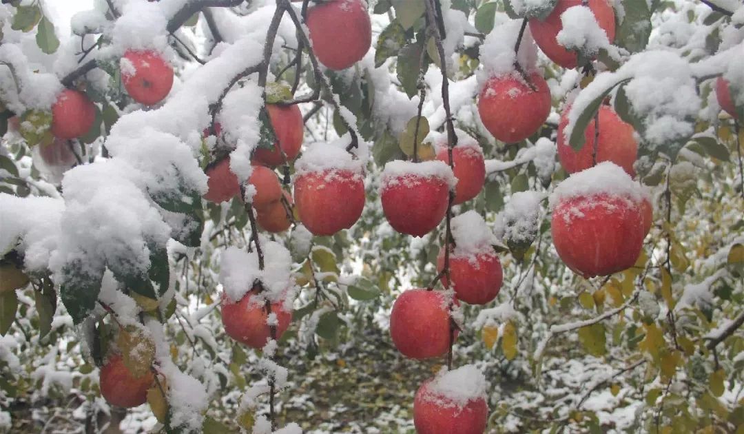 万荣雪果图片