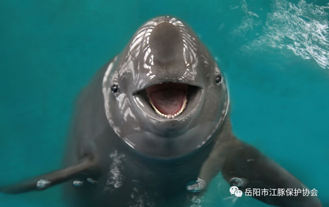 微笑天使长江江豚图片