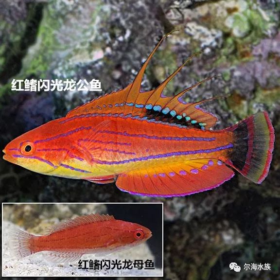 海水魚如何區分公母