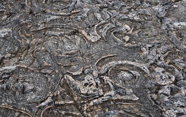 希腊人发现了一种化石,将其想象成独眼巨人,真相是一种灭绝生物