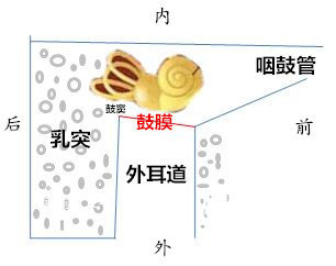 中耳炎系列科普一您對耳朵知多少耳朵的解剖