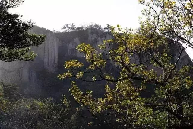 密林幽谷深處百年老藤盤桓纏繞,溝壑溪澗之中青苔靈芝愈發清鮮,村頭