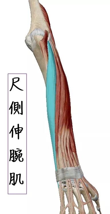 此條肌肉收縮可以外展尺骨與肱三頭肌合作伸展前臂把前臂旋前時覆著於