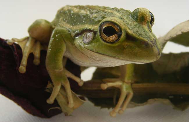 青蛙的资料大全分享给青蛙养殖新手