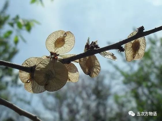 榆樹/ulmus pumila l.,翅果近圓形,榆錢兒