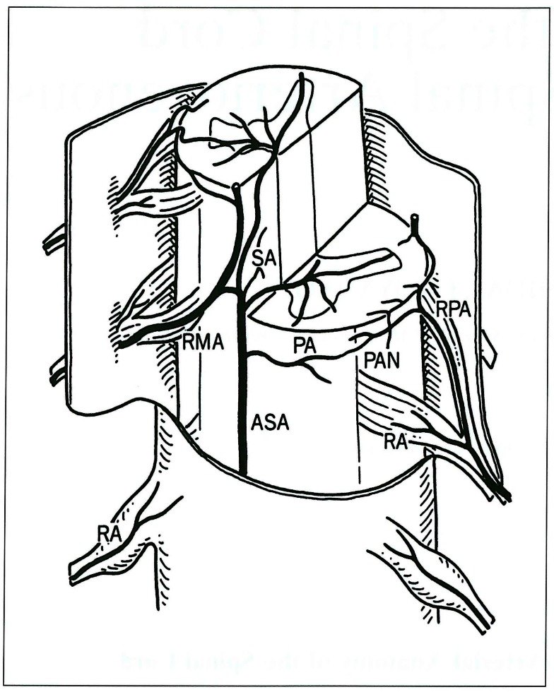 脊髓的血管解剖
