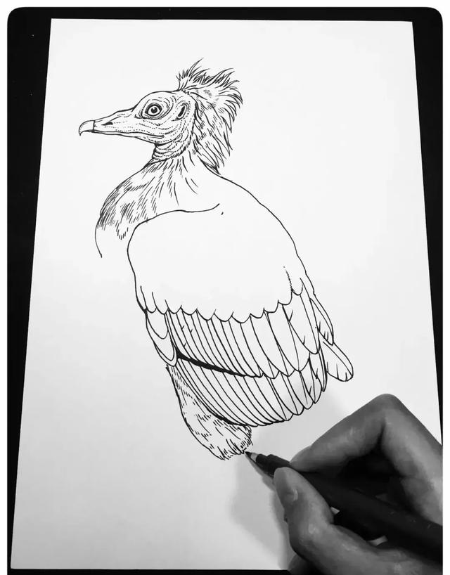 秃鹰的简笔画宝宝图片