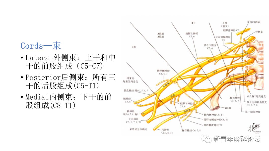 上肢神經解剖與超聲引導神經阻滯