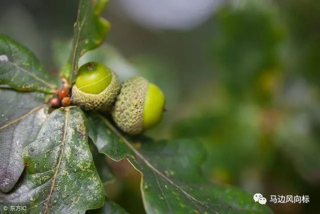 堅硬如鐵的樹木——青岡樹,全身上下都有用_橡樹